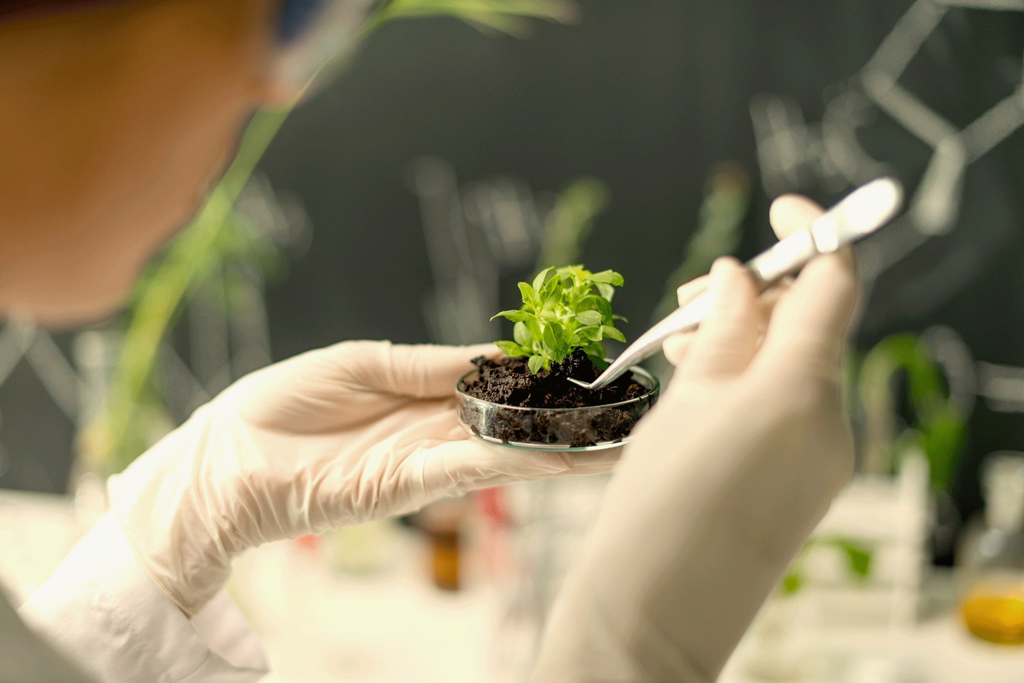 Careers in Biology Where Your Degree Will Take You Harvard Summer School
