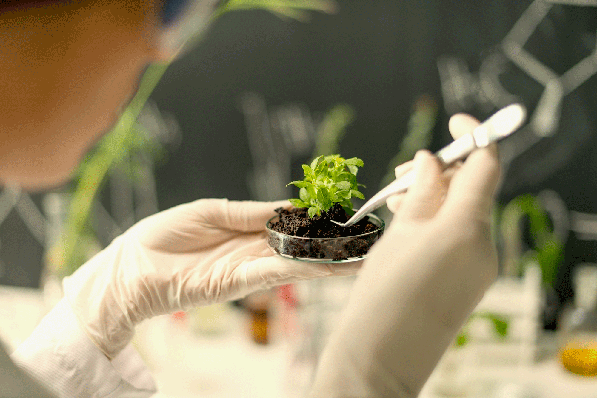 Careers In Biology Where Your Degree Will Take You Harvard Summer School   Careers In Biology 